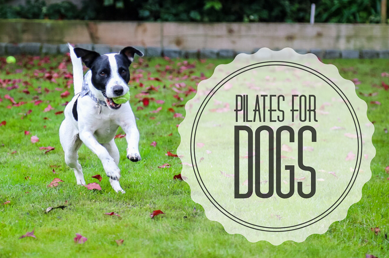 Pilates for dogs - how canine pilates can keep your pet ...